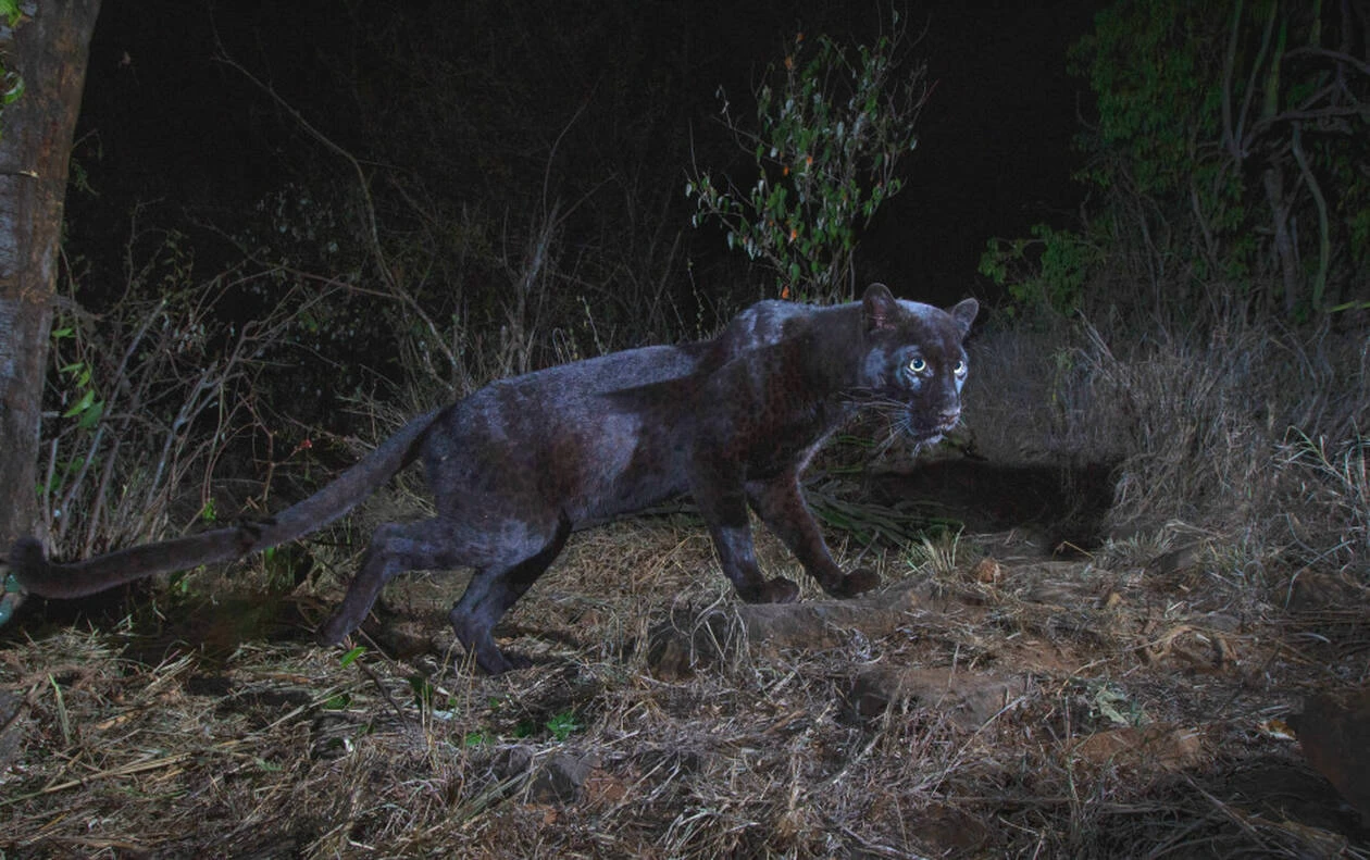 Ο «μυθικός» μαύρος πάνθηρας απαθανατίζεται στον φακό μετά από 110 χρόνια! (εικόνες)
